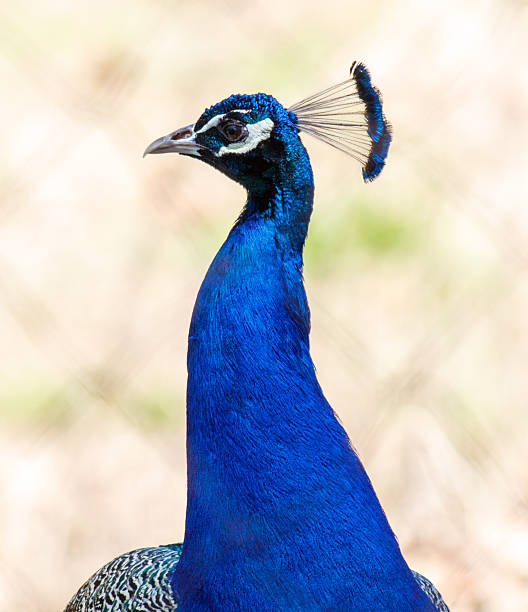 istock A blue peacock is standing in front of a fence 2215170297