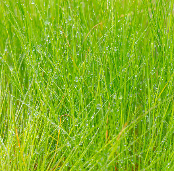 Close-up of the tip of a blade of grass, copy space, background