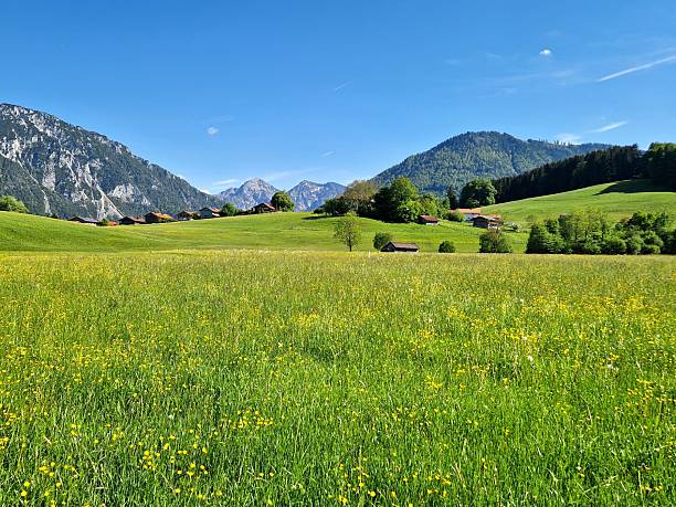 Colorfull meadow with purple and yellow flowers at Zelenica alpine pasture in Karavanke, Gorenjska, Slovenia