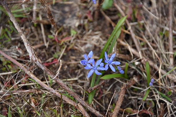 istock Scilla bifolia in Pirin range 2215172762