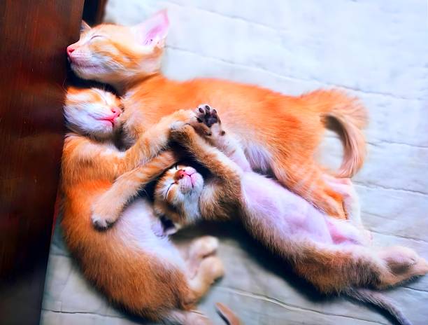 Pure Bliss: Three Ginger Kittens in a Perfect Snooze Hug