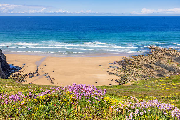 istock Wild Thrift flowers on a coast with a scenic sea view 2215172883