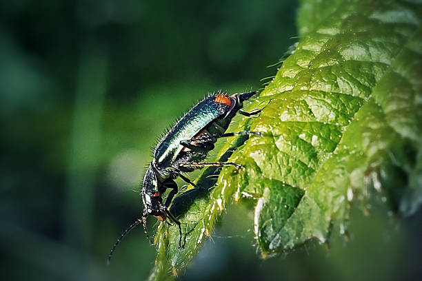 Malachius bipustulatus Malachite Beetle Insect. Digitally Enhanced Photograph.
