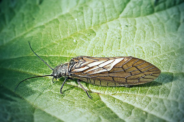 Sialis lutaria Alderfly Insect. Digitally Enhanced Photograph.