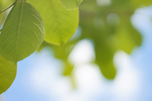 Vivid green leaves hanging on a tree with soft sunlight and a bright, blue sky background.