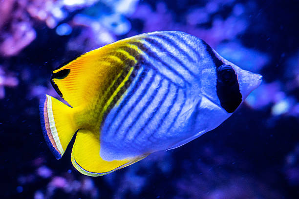 Threadfinbutterfly Fish 270+ Threadfin Butterflyfish Photos Stock Photos, Pictures & Royalty ...