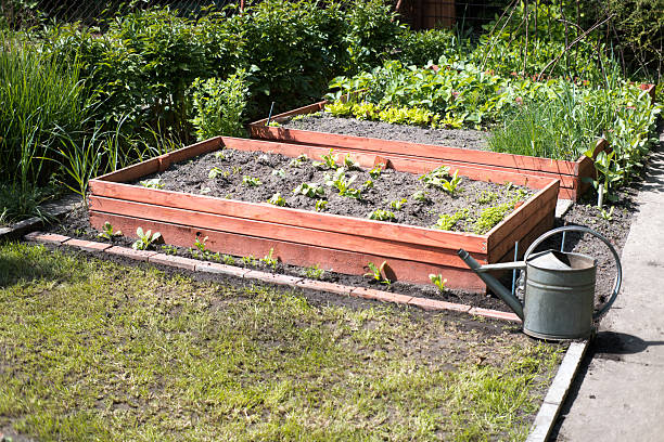 istock Raised vegetable beds, home garden. 2215179360