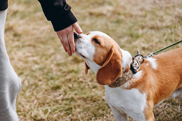 istock cute red and white beagle dog walks in nature 2215179498