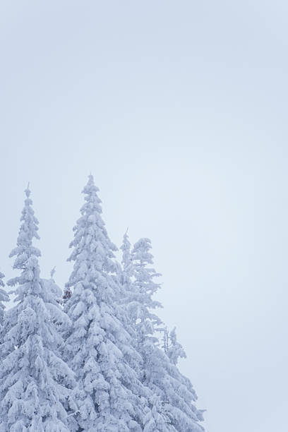 Snow-Covered Evergreen Trees in Winter Landscape copy space