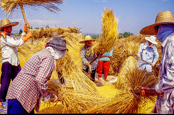 A group of farmers, wearing traditional straw hats and face coverings for protection, are threshing rice in a field. They are using wooden tools to beat the harvested rice stalks, separating the grains from the straw. This labour-intensive process is a traditional method of harvesting rice, ensuring the community has food to eat.