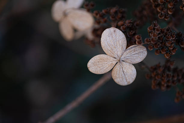 Dried hydrangea flower with intricate textures and muted earthy tones against a dark blurred background. Potential uses in floral design projects, seasonal content, environmental campaigns, botanical blogs, interior decoration concepts
