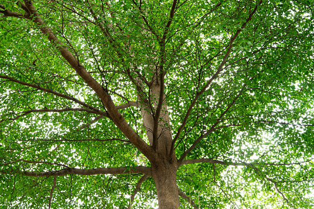 istock green leaves in the forest background 2215181770
