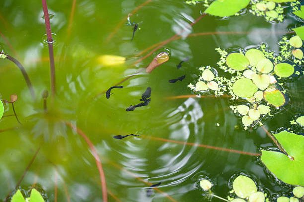 Common frog spawn (Rana temporaria) observed in grassy areas of North Bull Island, Dublin. These amphibians feed on insects, worms, and small invertebrates, thriving in wetlands and grassy habitats.