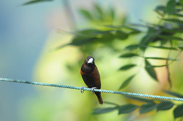 istock The chestnut munia or black-headed munia 2215183481