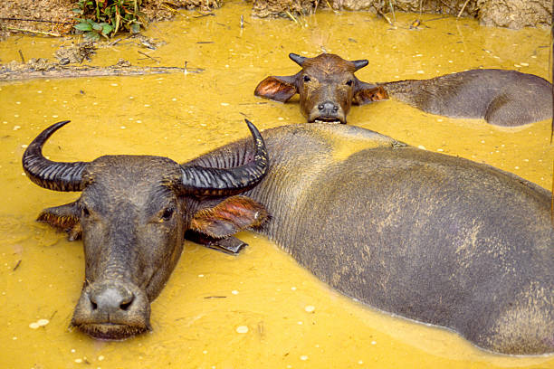 Buffalo in Southeast Asia. A farmer The entire workforce Dairy and beef farmers raise.