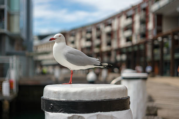 A silver Gul, Chroicocephalus novaehollandiae, on a mooring post.