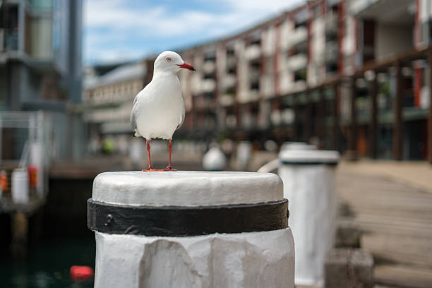 A silver Gul, Chroicocephalus novaehollandiae, on a mooring post.