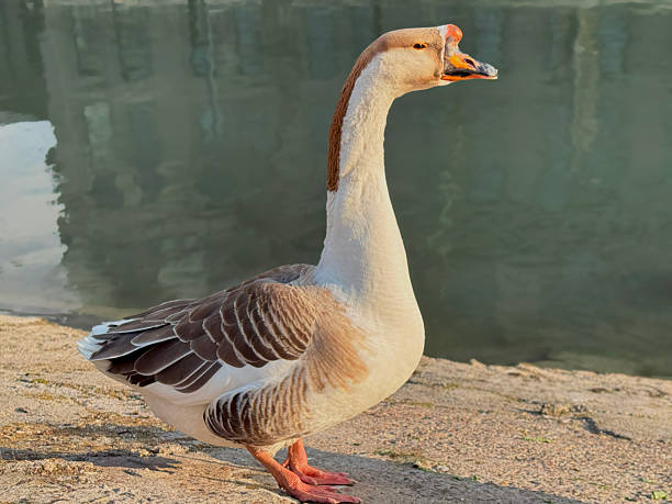 istock A close-up of a Chinese goose 2215185254