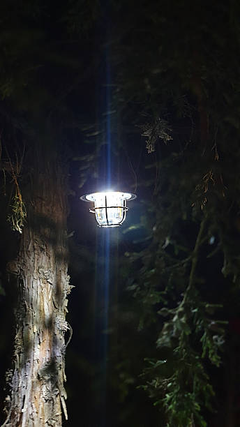 istock A glowing lantern illuminates the night in a dark forest 2215185341