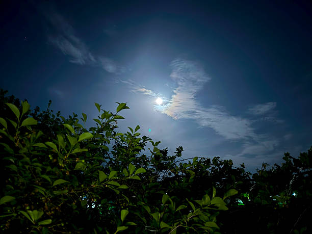 Crescent moon rising over the heart-shaped tree with copy space.