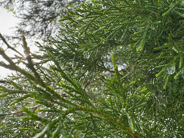 istock Fresh green pine branches with water droplets after rain 2215185456