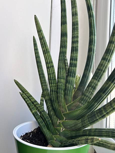 istock Sansevieria Suffruticosa About to Bloom with Fragrant Flower. 2215189238