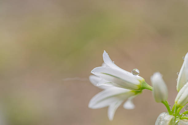 Small flowers wet with rain