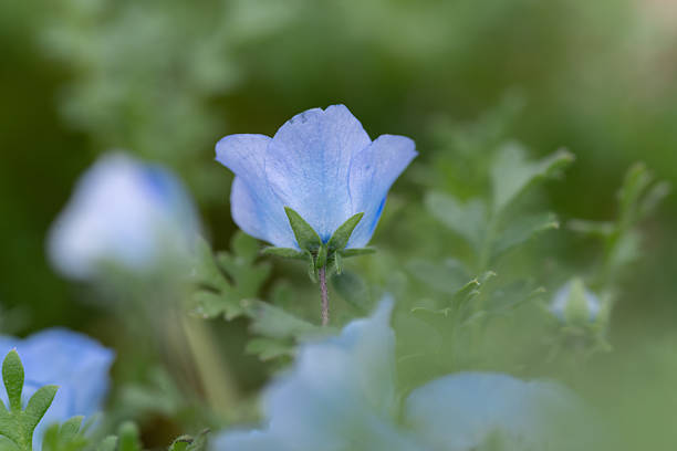 Beautiful Nemophila in bloom
