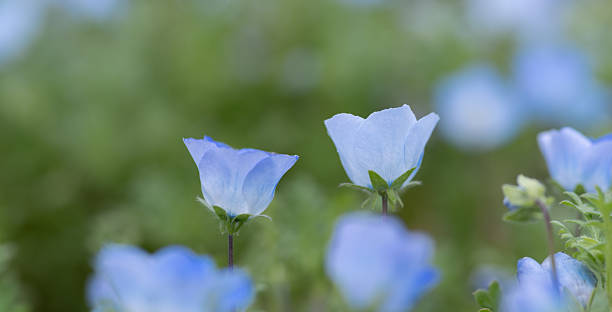 istock Beautiful Nemophila in bloom 2215190773