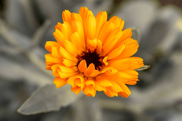 Vibrant Yellow Calendula Flower in Full Bloom with Soft Bokeh Background