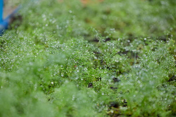 Organic Dill Seedlings Growing in a Mulched Garden Bed