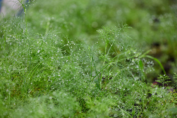 Organic Dill Seedlings Growing in a Mulched Garden Bed