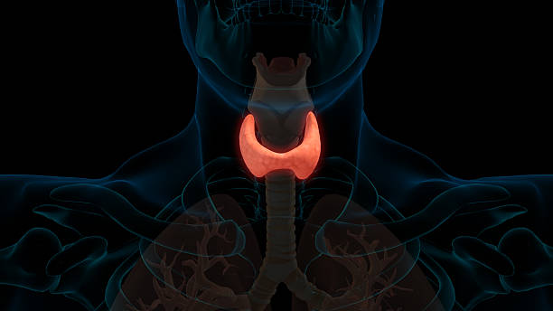 istock Endocrine thyroid gland anatomy for medical concept 3D rendering 2215197865