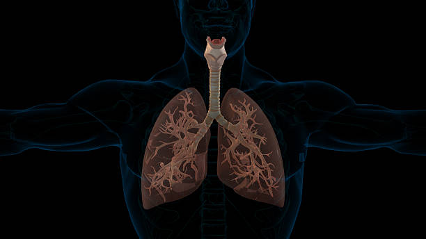 istock human lungs respiratory system anatomy for medical 3D rendering 2215197895