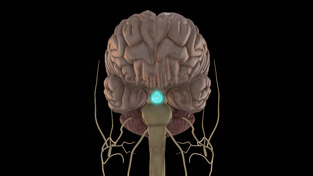 istock human brain pituitary gland anatomy for medical concept 3D rendering 2215197896