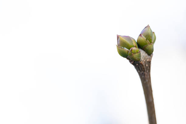A minimalistic image showcasing the fresh buds of a tree branch against a softly blurred background. The composition highlights early spring and the promise of new growth. Perfect for concepts of renewal, life cycles, spring content and natural beauty