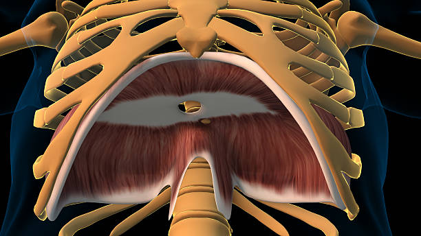 respiratory diaphragm anatomy for medical concept 3D rendering