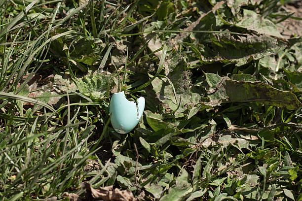 A cracked egg with shell fragments lying on a bright blue surface. the vibrant contrast highlights the yellow yolk and white shell, creating a striking visual impact.