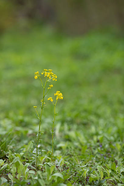Flowering surepka, a medicinal plant