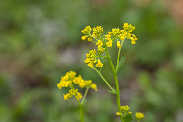 istock Surepka, a medicinal plant 2215198625