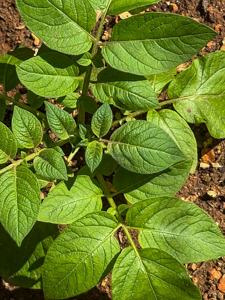 Potato plant in the garden
