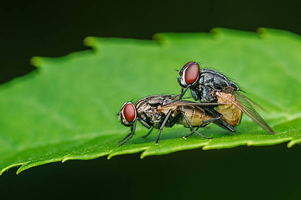 istock Two flies mating on a vibrant green leaf 2215200133