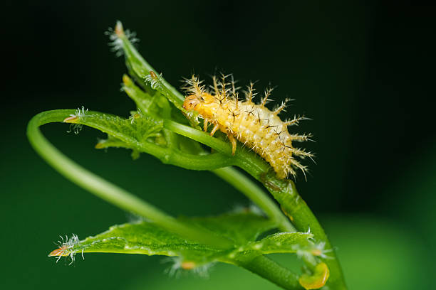 istock Spiky caterpillar crawling on green plant stem 2215200142