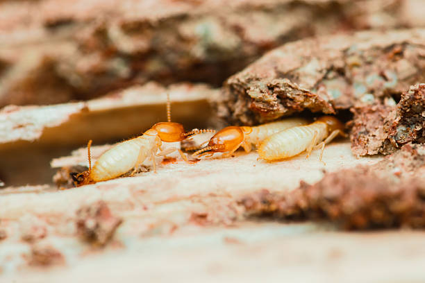 istock Termites destroying wood in close-up macro shot 2215200182