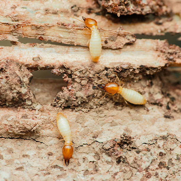 istock Termites destroying wood in close-up: pest control needed 2215200224