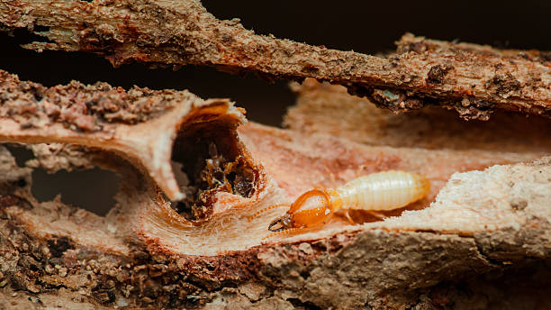 istock Termite worker eating damaged wood in macro close-up 2215200228