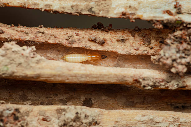 istock Termite walking in damaged wood structure creating tunnels 2215200239