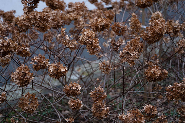 A dense cluster of dried hydrangea flowers captured in soft light. The image showcases the intricate details of each petal and the warm, earthy tones that evoke a sense of nostalgia and autumnal beauty. Ideal for design projects, floral art, or gardening blogs