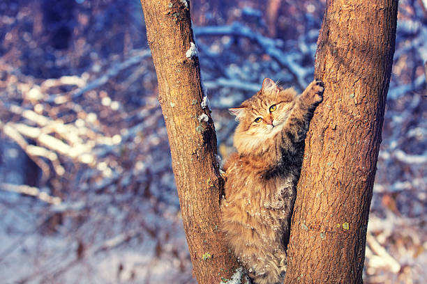 Cat sitting on the tree. Siberian cat walking in the forest