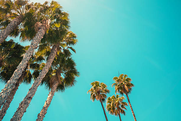istock Palm trees against the blue sky. Tropical nature background 2215203700